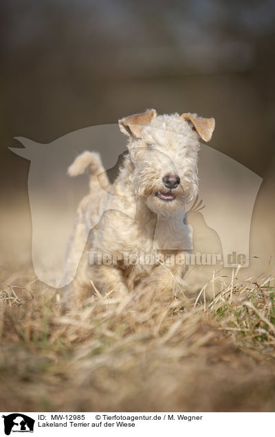 Lakeland Terrier auf der Wiese / MW-12985