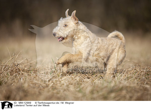 Lakeland Terrier auf der Wiese / MW-12989