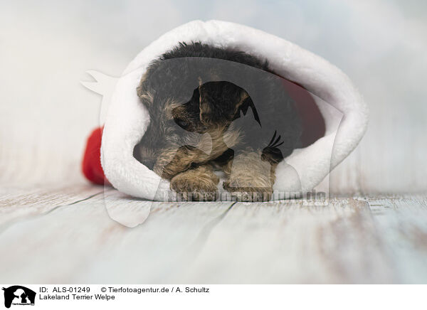Lakeland Terrier Welpe / ALS-01249