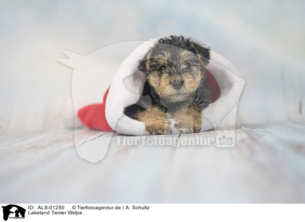 Lakeland Terrier Welpe / ALS-01250