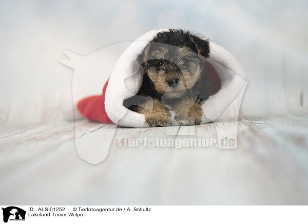 Lakeland Terrier Welpe / ALS-01252