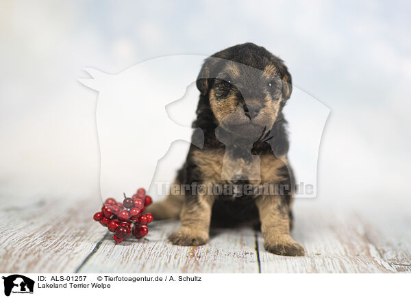 Lakeland Terrier Welpe / ALS-01257