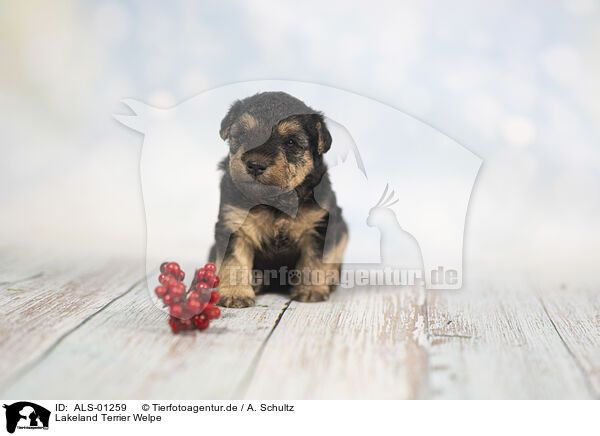 Lakeland Terrier Welpe / ALS-01259