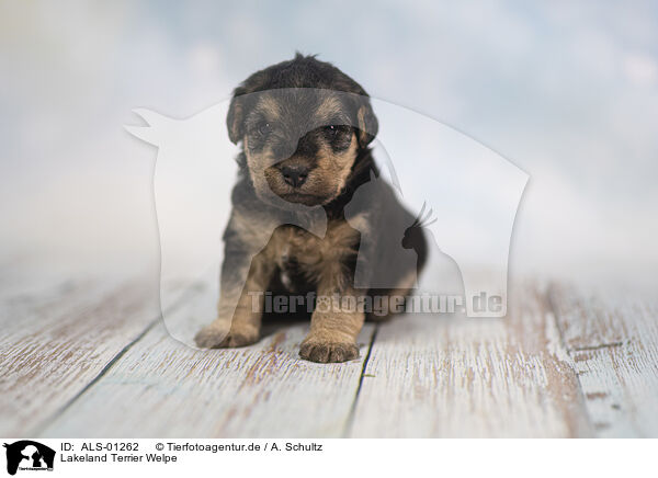 Lakeland Terrier Welpe / ALS-01262