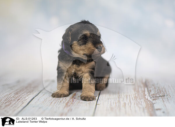 Lakeland Terrier Welpe / Lakeland Terrier Puppy / ALS-01263