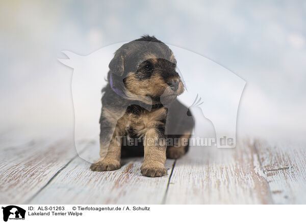 Lakeland Terrier Welpe / ALS-01263