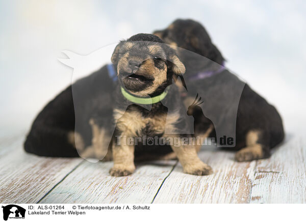 Lakeland Terrier Welpen / ALS-01264