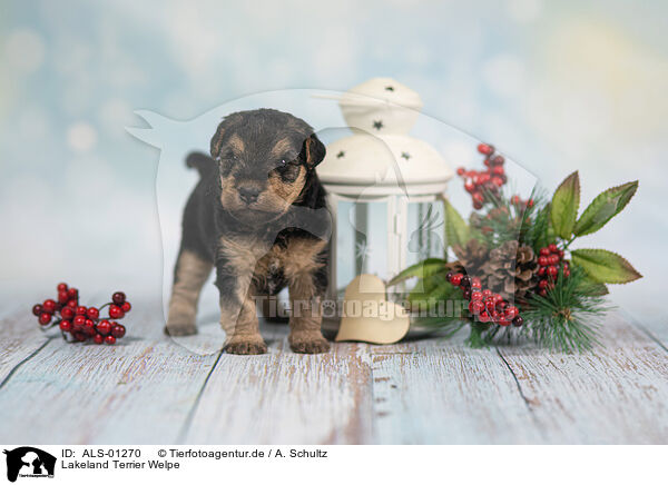 Lakeland Terrier Welpe / ALS-01270