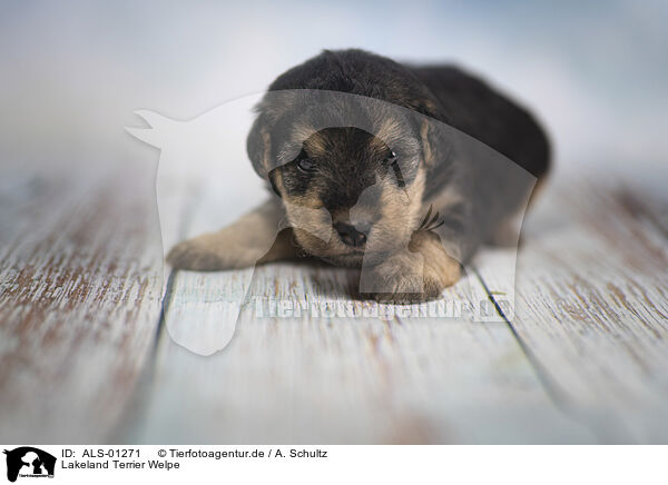Lakeland Terrier Welpe / ALS-01271