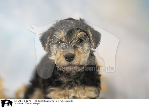 Lakeland Terrier Welpe / ALS-01273