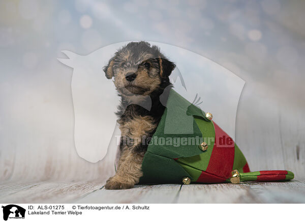 Lakeland Terrier Welpe / ALS-01275