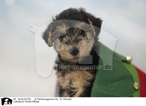 Lakeland Terrier Welpe / ALS-01276