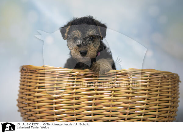 Lakeland Terrier Welpe / ALS-01277