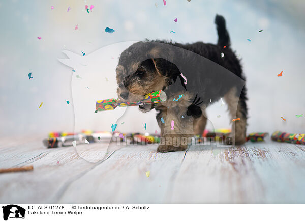 Lakeland Terrier Welpe / ALS-01278