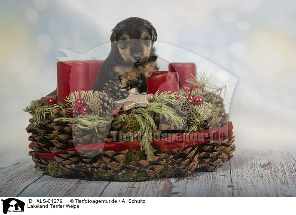 Lakeland Terrier Welpe / ALS-01279