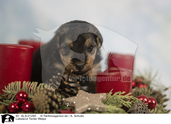 Lakeland Terrier Welpe / ALS-01280