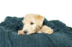 Lakeland Terrier Welpe im Studio