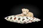 Lakeland Terrier Welpe im Studio