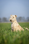 Lakeland Terrier auf der Wiese