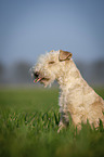 Lakeland Terrier auf der Wiese