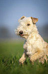 Lakeland Terrier auf der Wiese