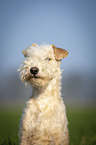 Lakeland Terrier auf der Wiese