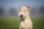 Lakeland Terrier auf der Wiese