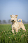 Lakeland Terrier auf der Wiese