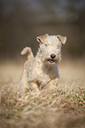 Lakeland Terrier auf der Wiese