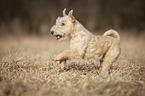 Lakeland Terrier auf der Wiese