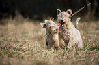 Lakeland Terrier auf der Wiese