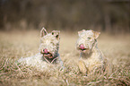 Lakeland Terrier auf der Wiese