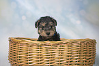 Lakeland Terrier Welpe