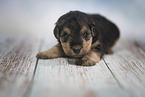 Lakeland Terrier Welpe