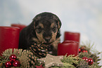 Lakeland Terrier Welpe