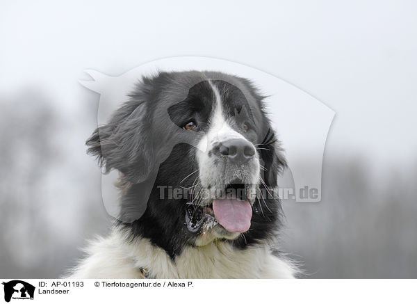 Landseer / AP-01193