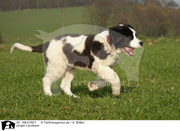 junger Landseer / young Landseer / AB-01601