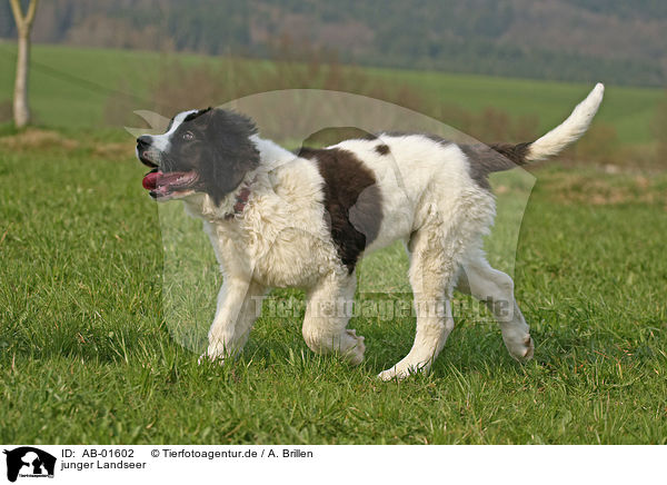 junger Landseer / young Landseer / AB-01602