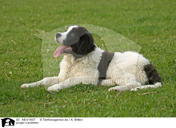 junger Landseer / AB-01607
