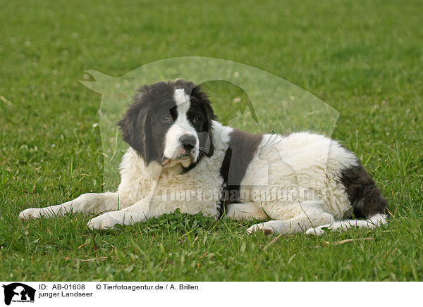 junger Landseer / AB-01608