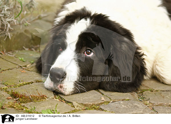 junger Landseer / AB-01612