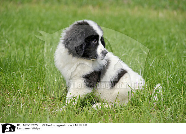 Landseer Welpe / MR-05275