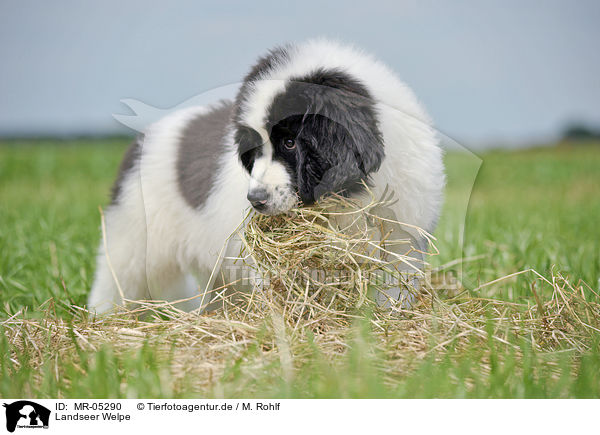 Landseer Welpe / Landseer Puppy / MR-05290