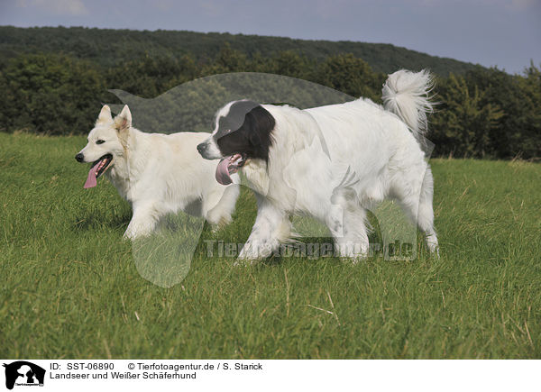 Landseer und Weier Schferhund / Landseer and White Swiss Shepherd / SST-06890