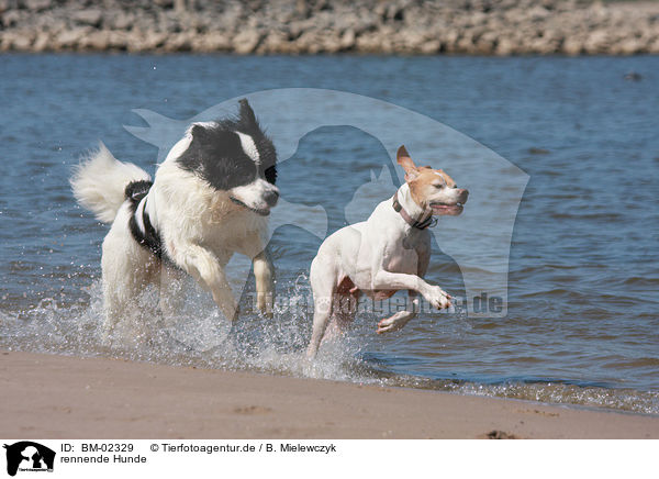 rennende Hunde / running dogs / BM-02329