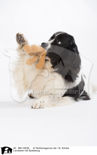 Landseer mit Spielzeug / Landseer with toy / NN-10636