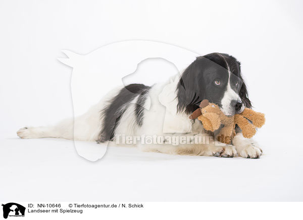 Landseer mit Spielzeug / Landseer with toy / NN-10646