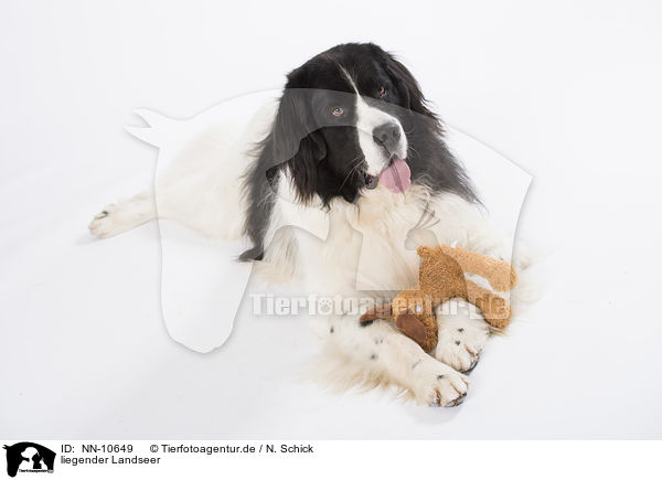 liegender Landseer / lying Landseer / NN-10649