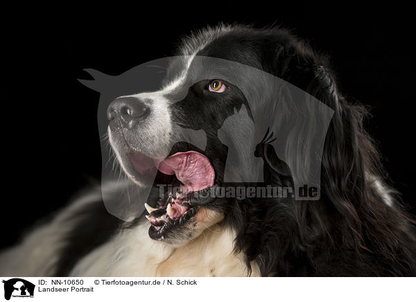 Landseer Portrait / NN-10650