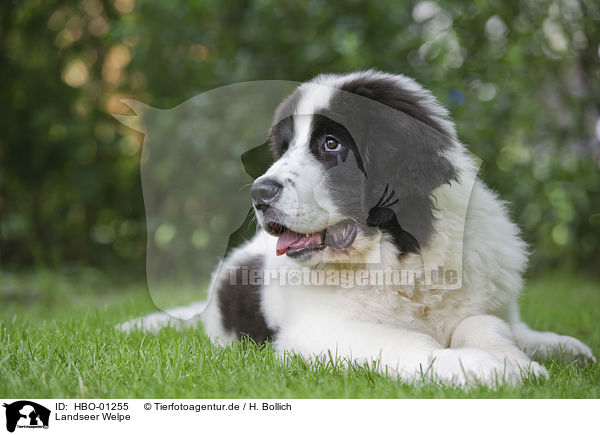 Landseer Welpe / HBO-01255